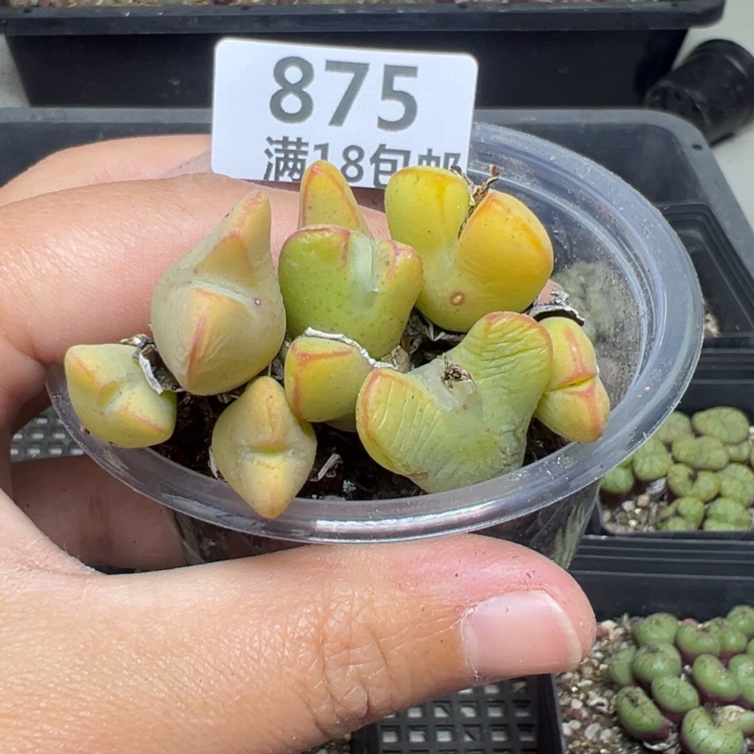 【闪购商品】875……