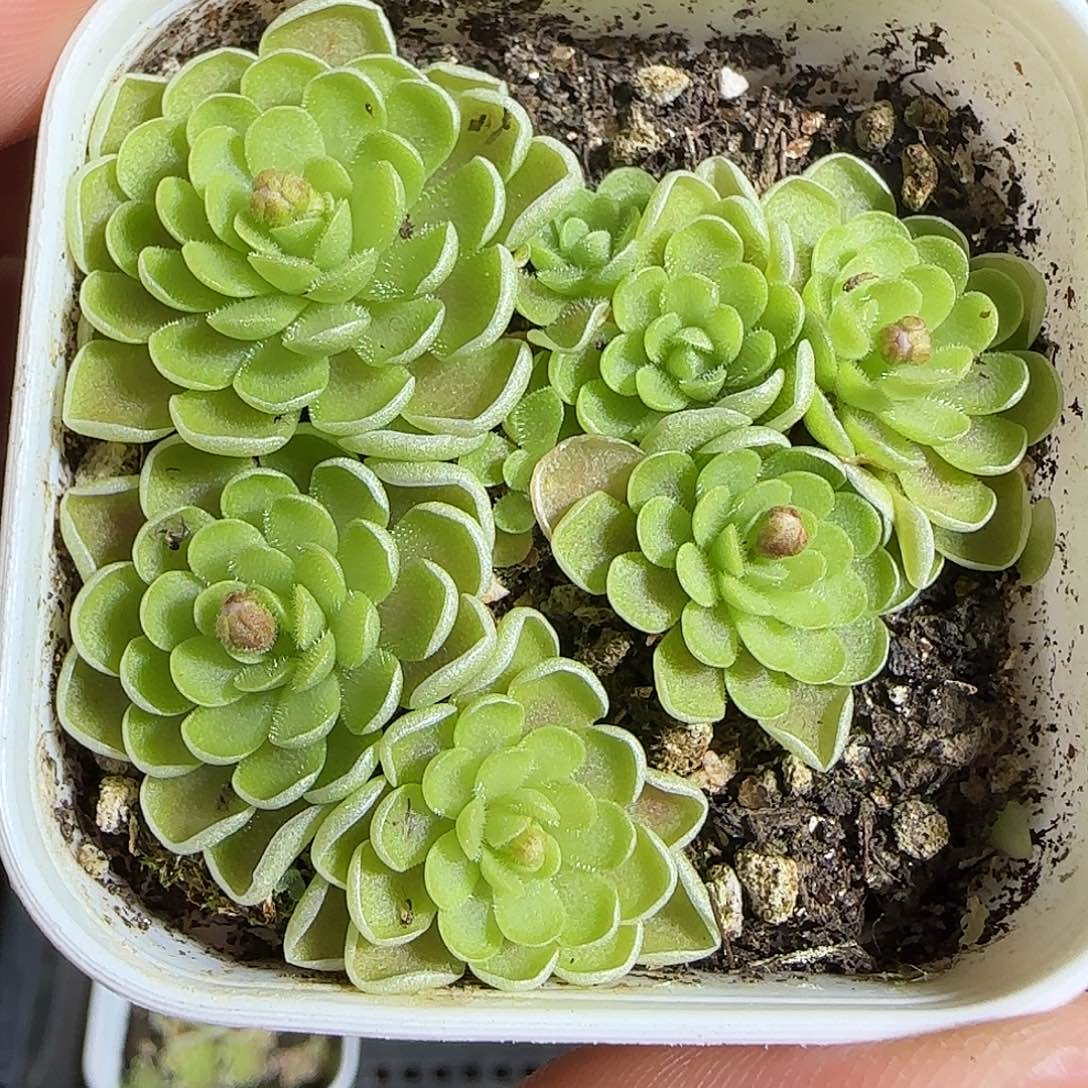 多肉1221-145捕虫堇