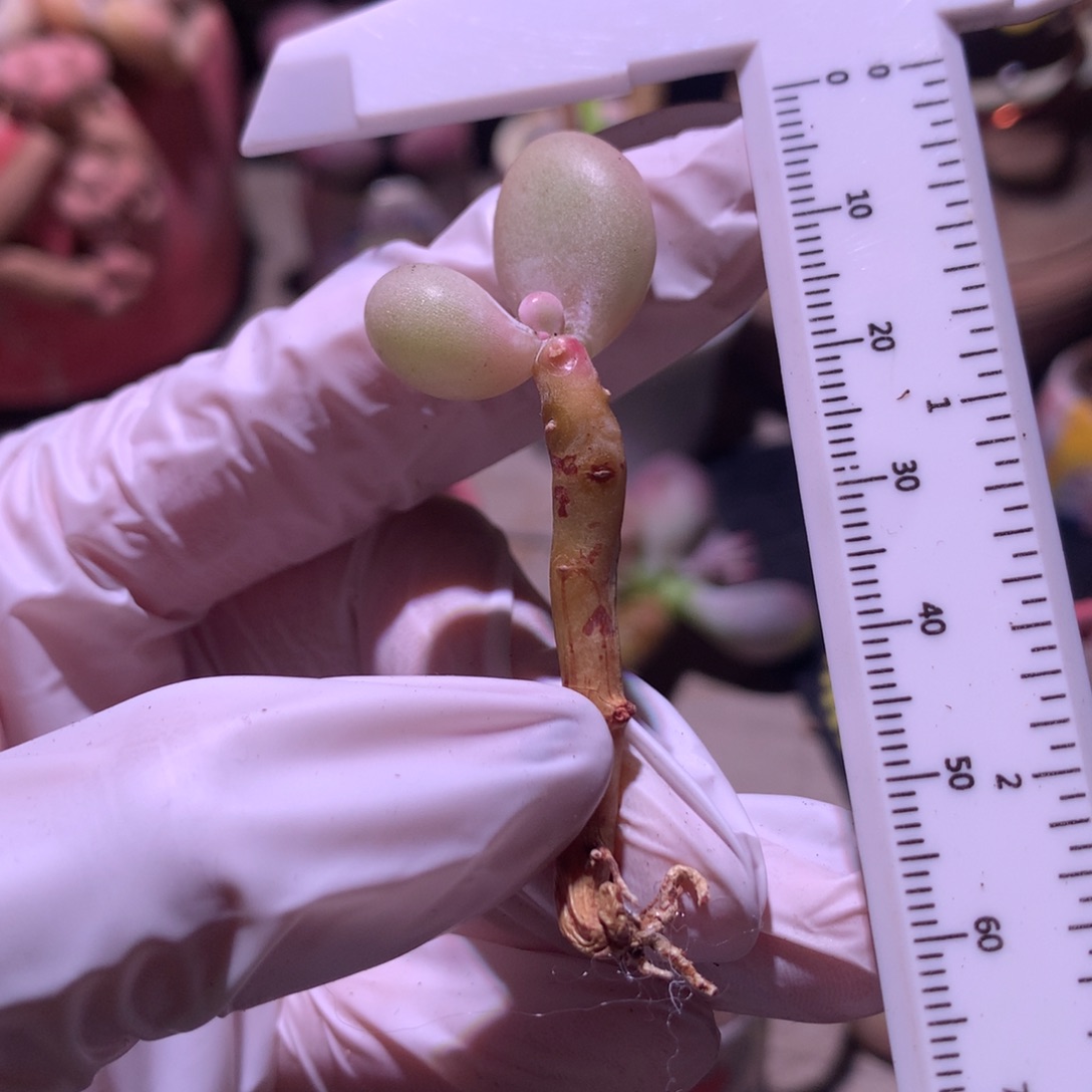 奶酪多肉韩国奶酪多肉