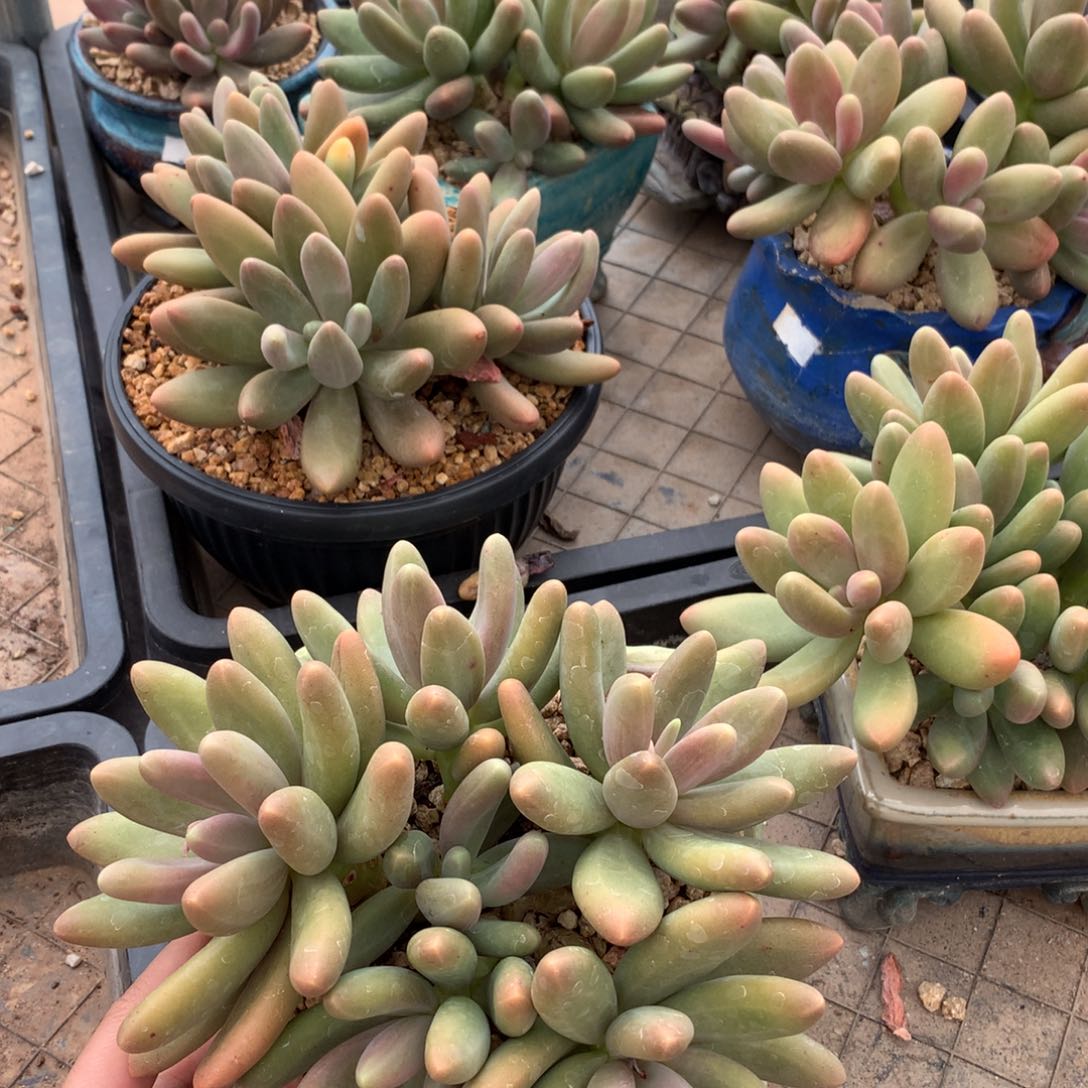 多肉植物一物一拍