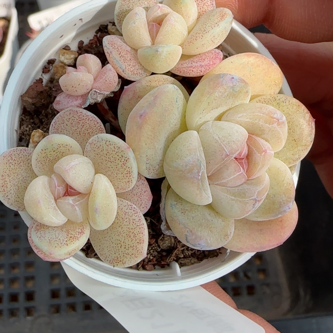 花语逸境0221-16