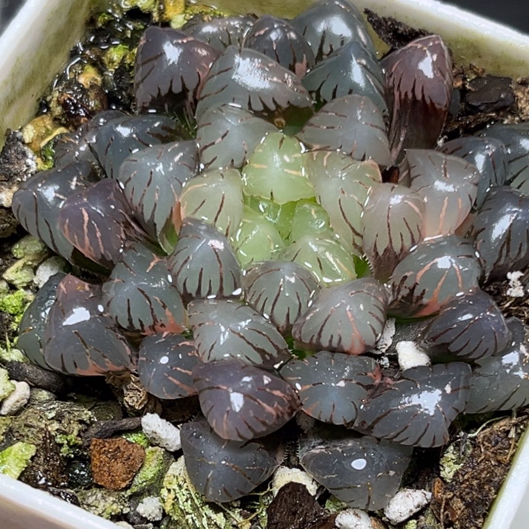 十二卷多肉植物1949大紫