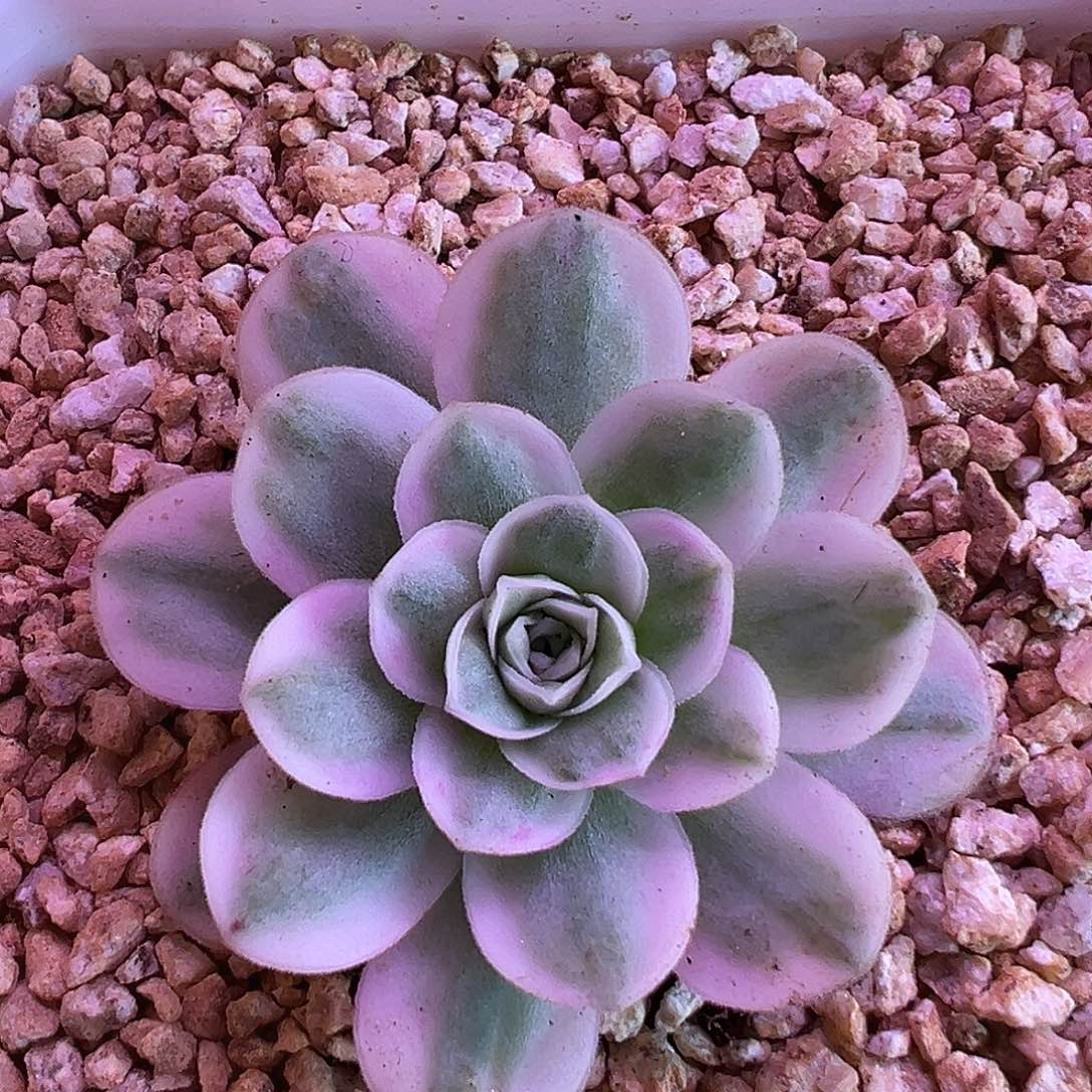 山地玫瑰锦冬雪119号