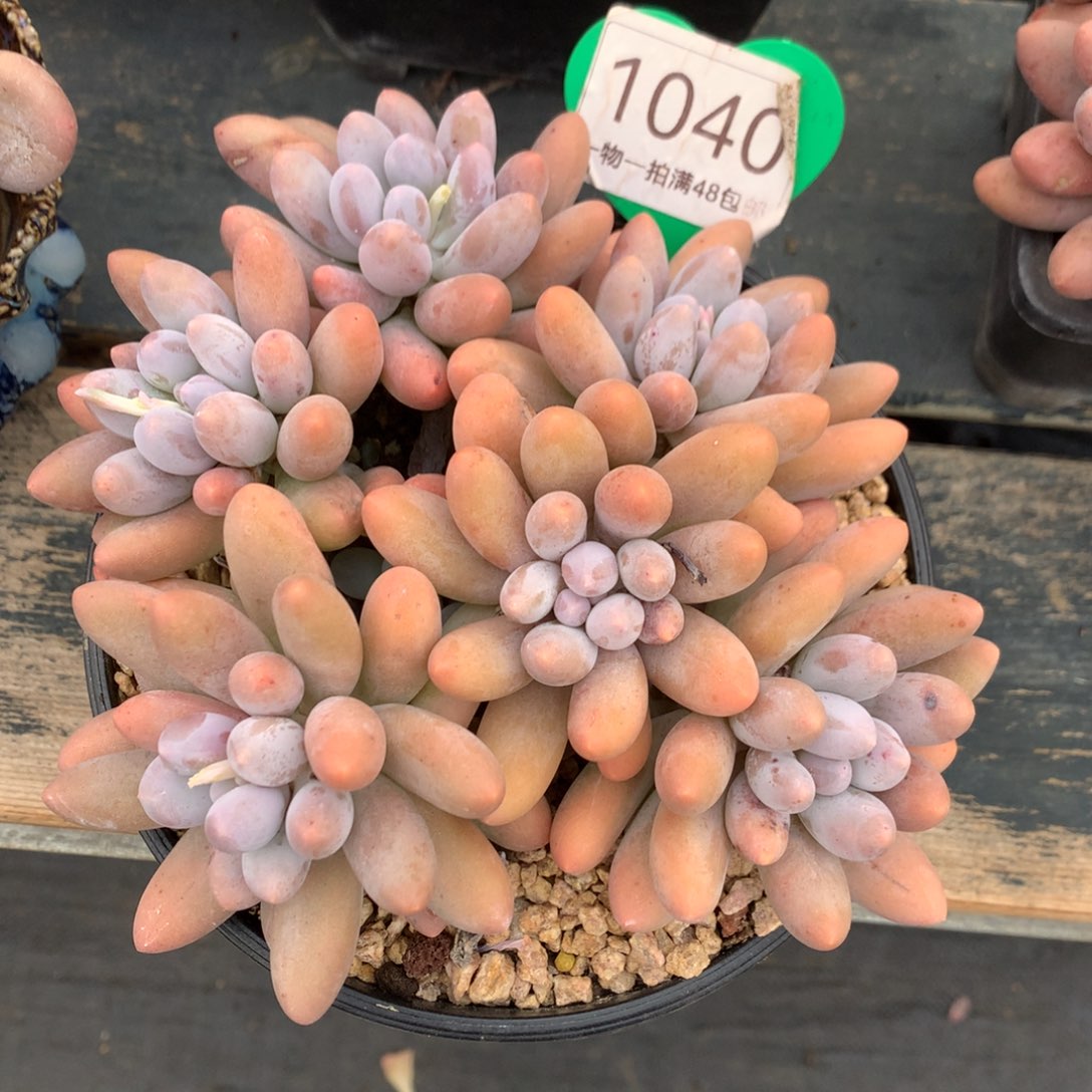 大叶汤圆无砍开播福利1040