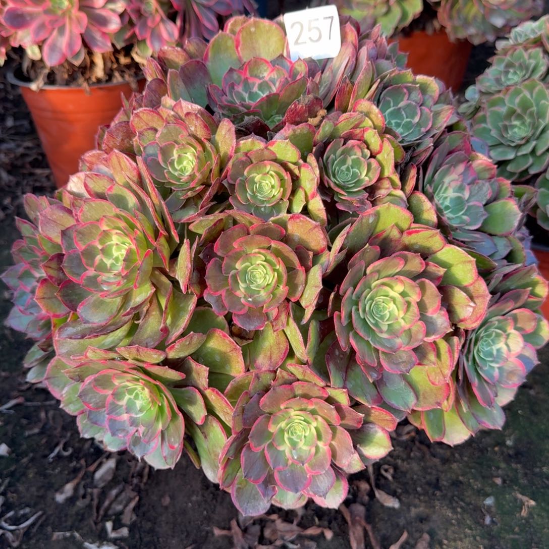 萍***3粉花妖法师多肉257号法师多肉