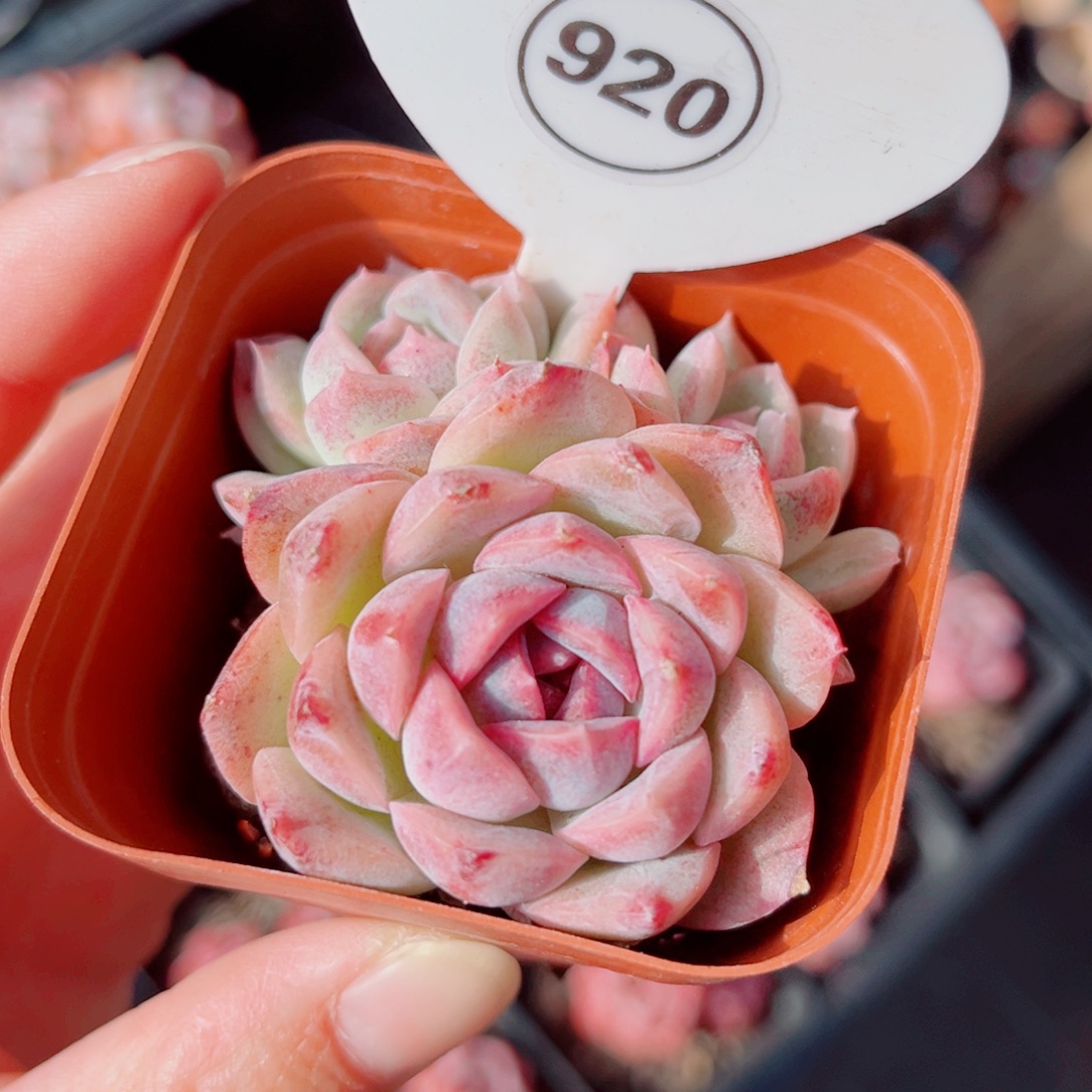 920号小老桩芝士蓝莓群