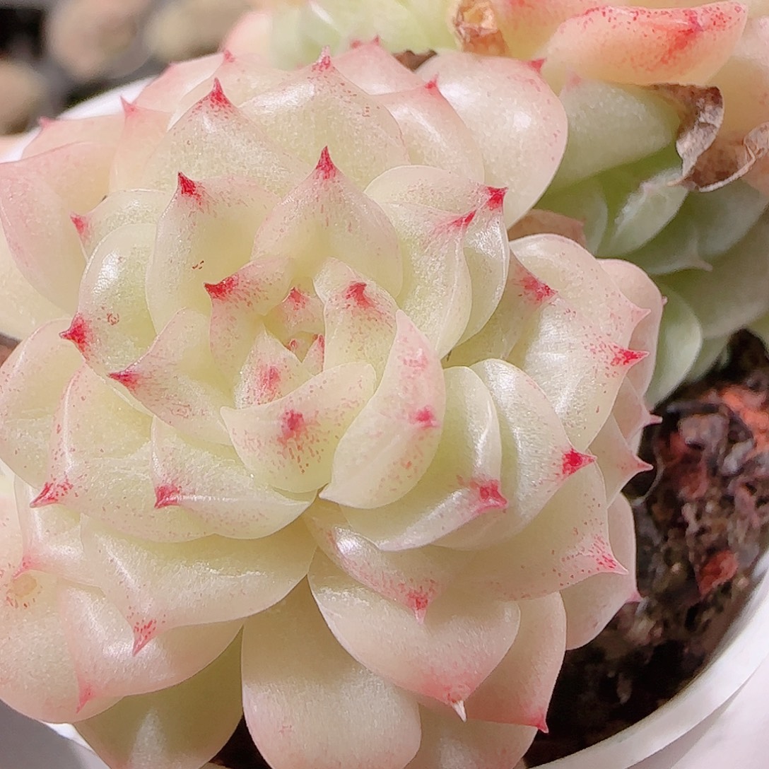 花语逸镜1126-63散