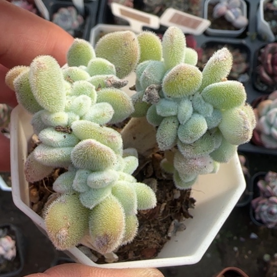 134雪晃星缀多肉植物多