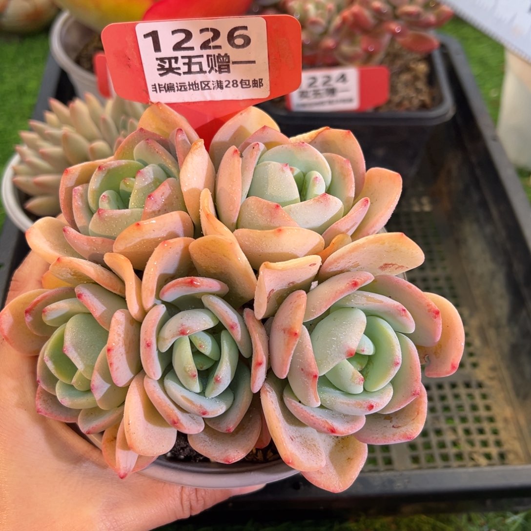 表妹精品多肉1226.