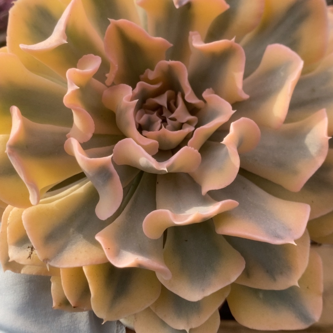 535利比里亚锦锦锦锦锦锦