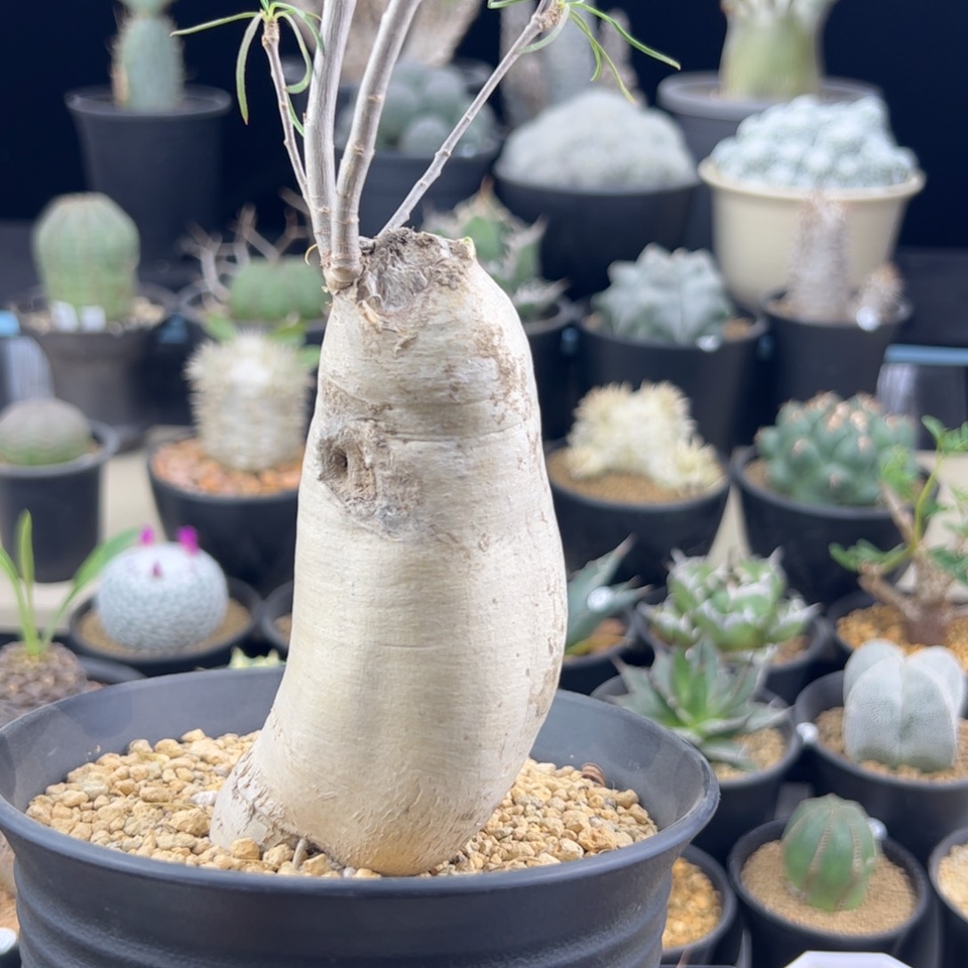 柳叶麒麟一物一拍