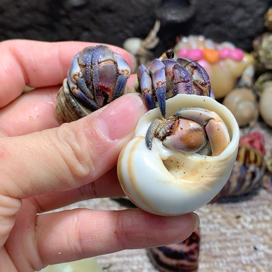 3/口径奔跑的寄居蟹33号