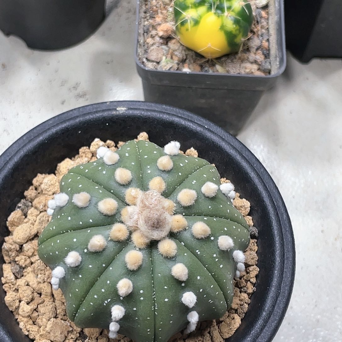 泰系实生，高绒连绒海星兜