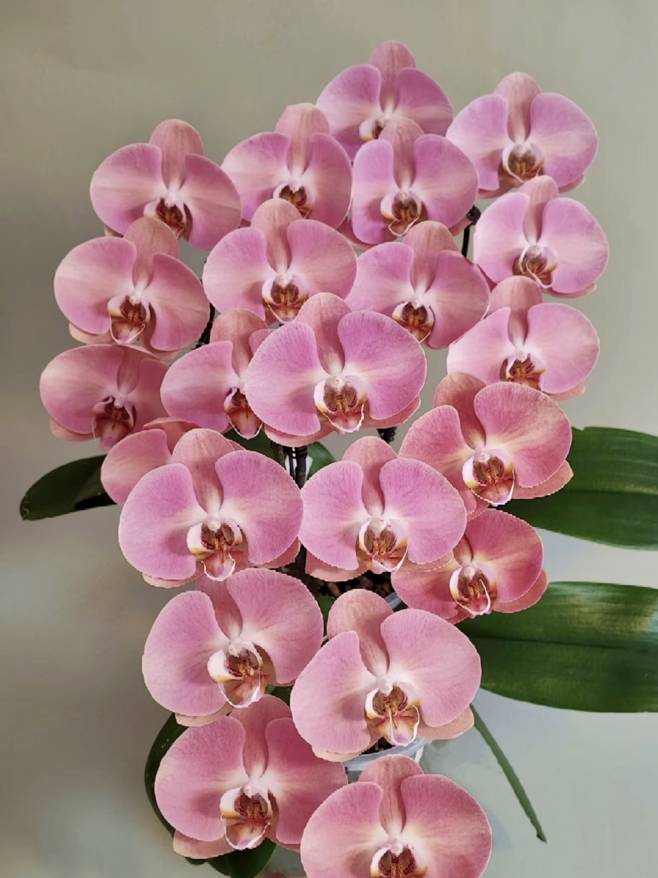 6021【大鲑鱼】稀有粉色渐变色蝴蝶兰室内盆栽