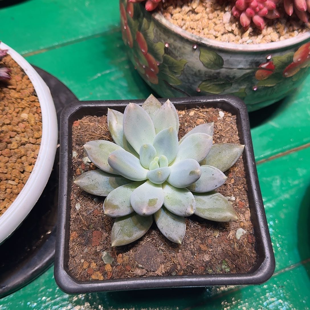 稳***️多肉植物多肉植物