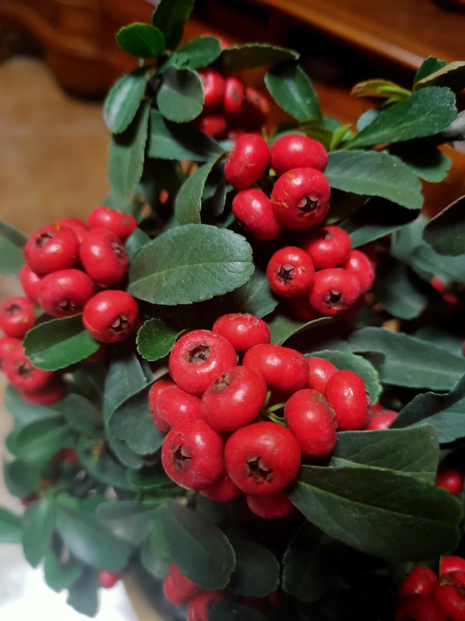 火棘吉祥果又称为“救军粮”  观花观果  四季常绿一物一拍 美观