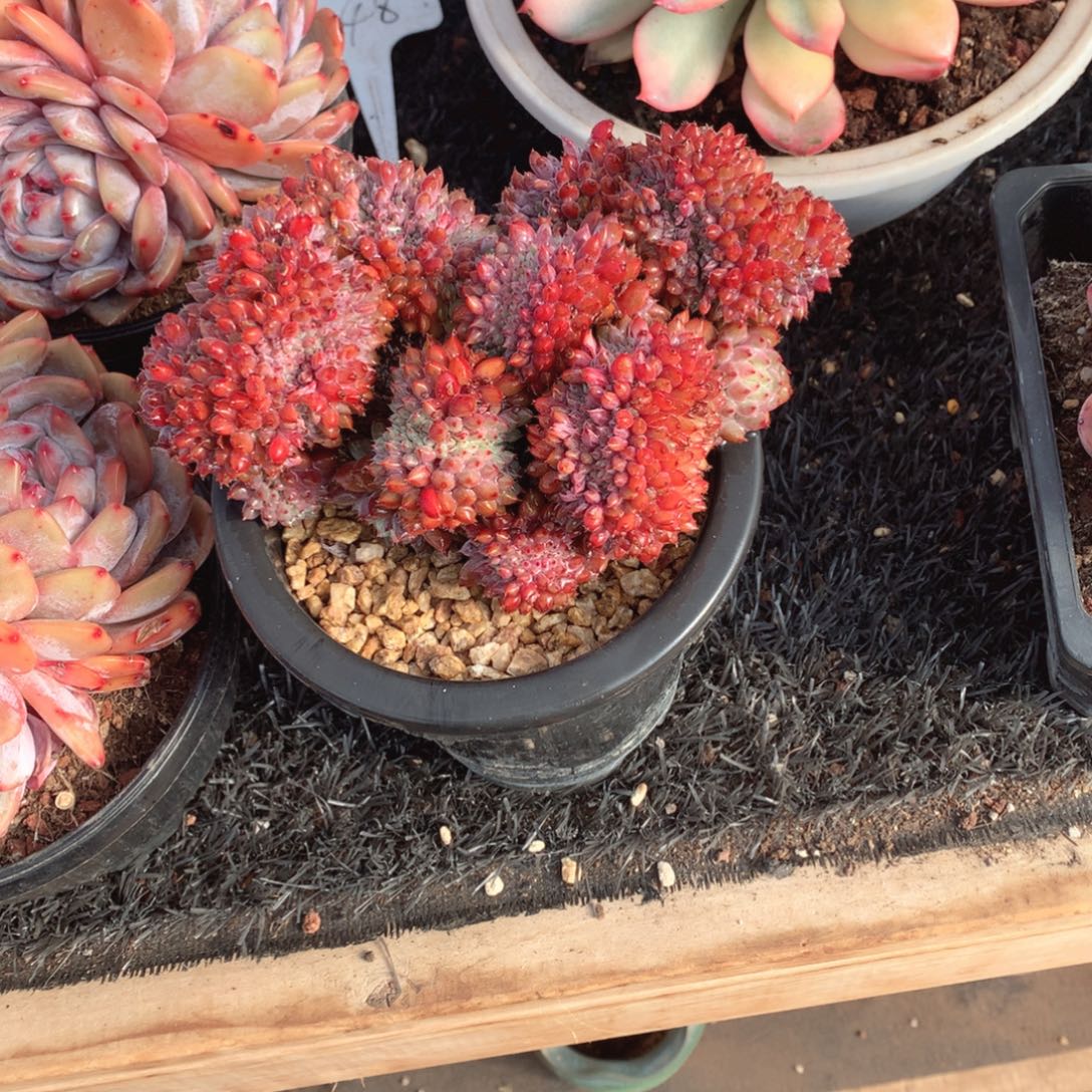 多肉植物多肉植物