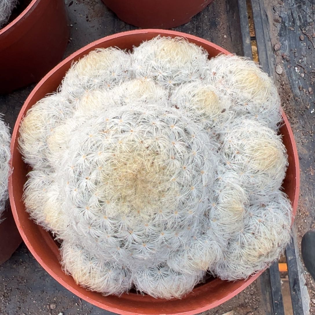 乐***陶零零落落 零零落落