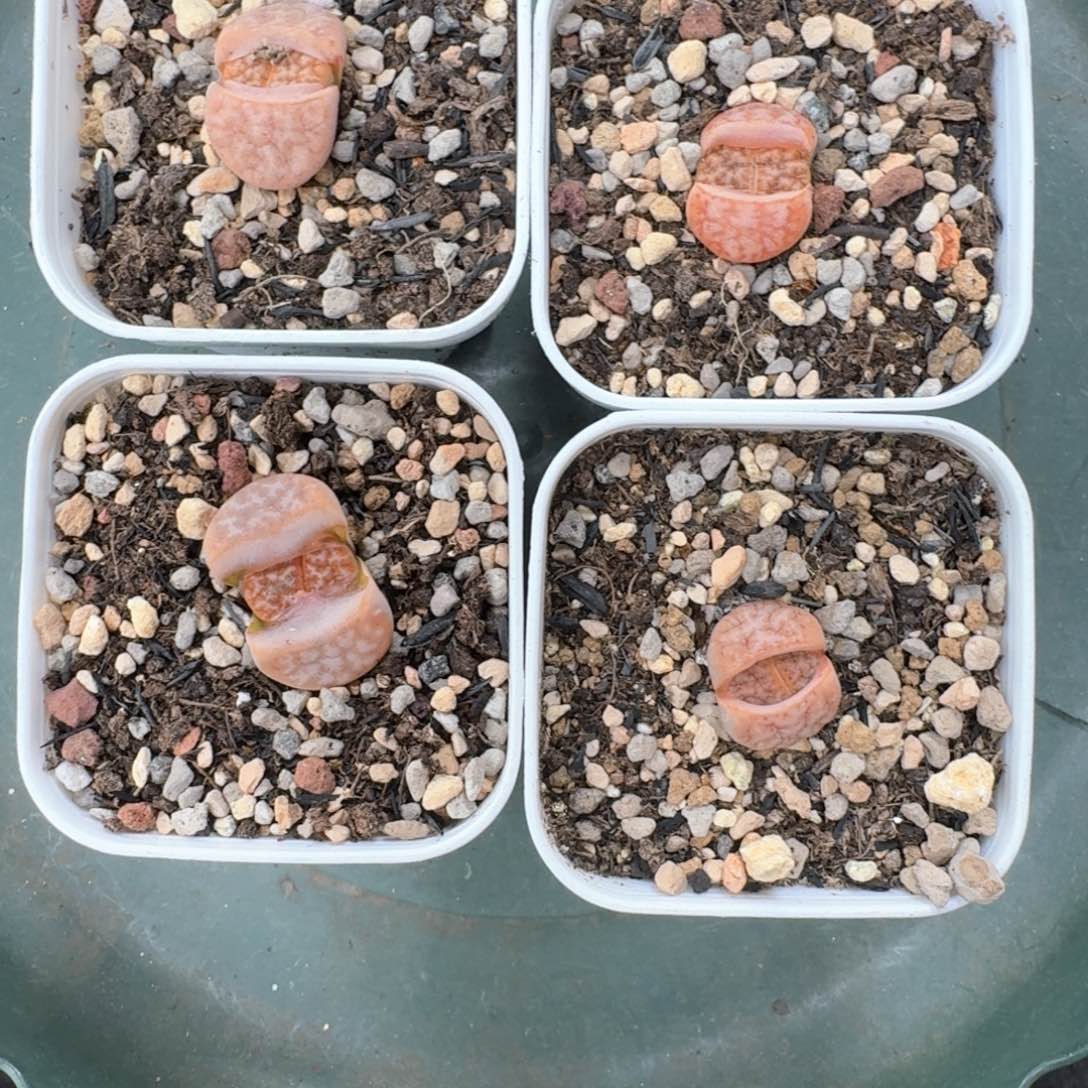 顺****水D55。4颗拿铁。 好看带盆
