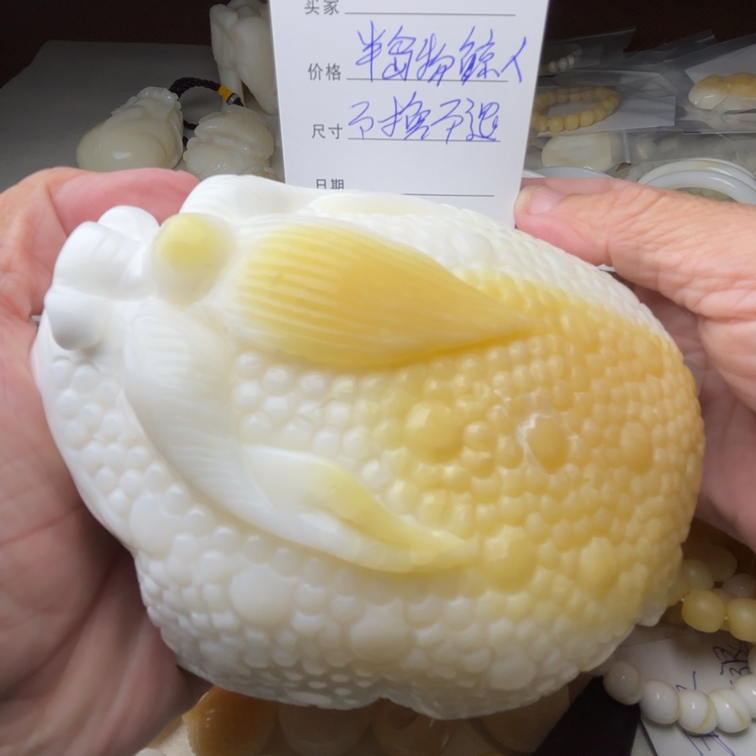 非金属贝壳天然贝壳