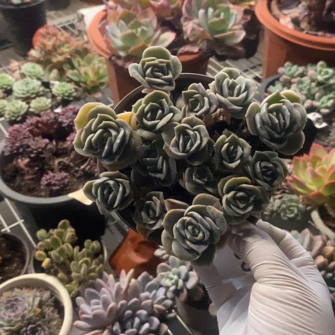 3283可爱玫瑰一物一拍