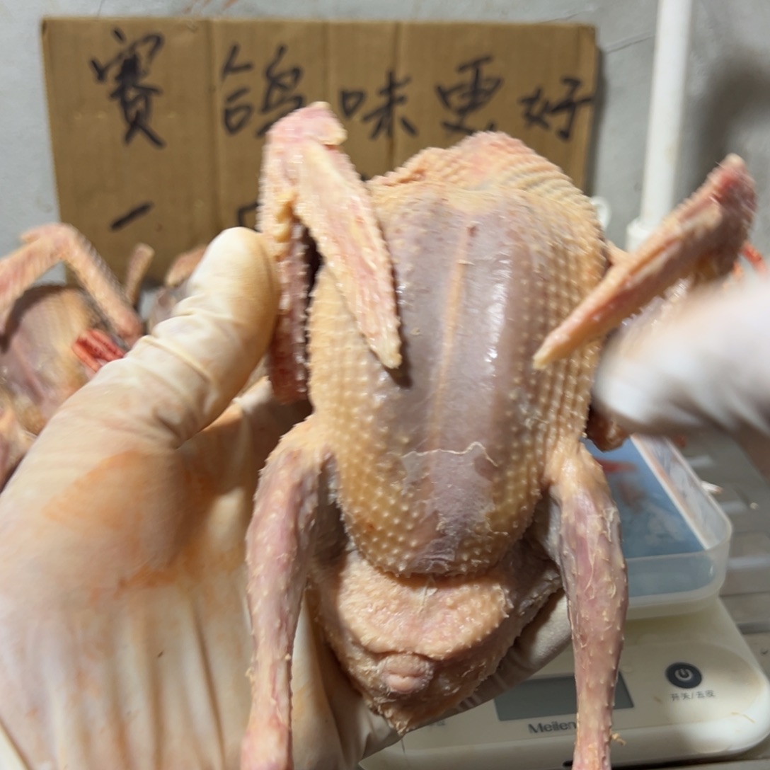 0075足环一年赛鸽