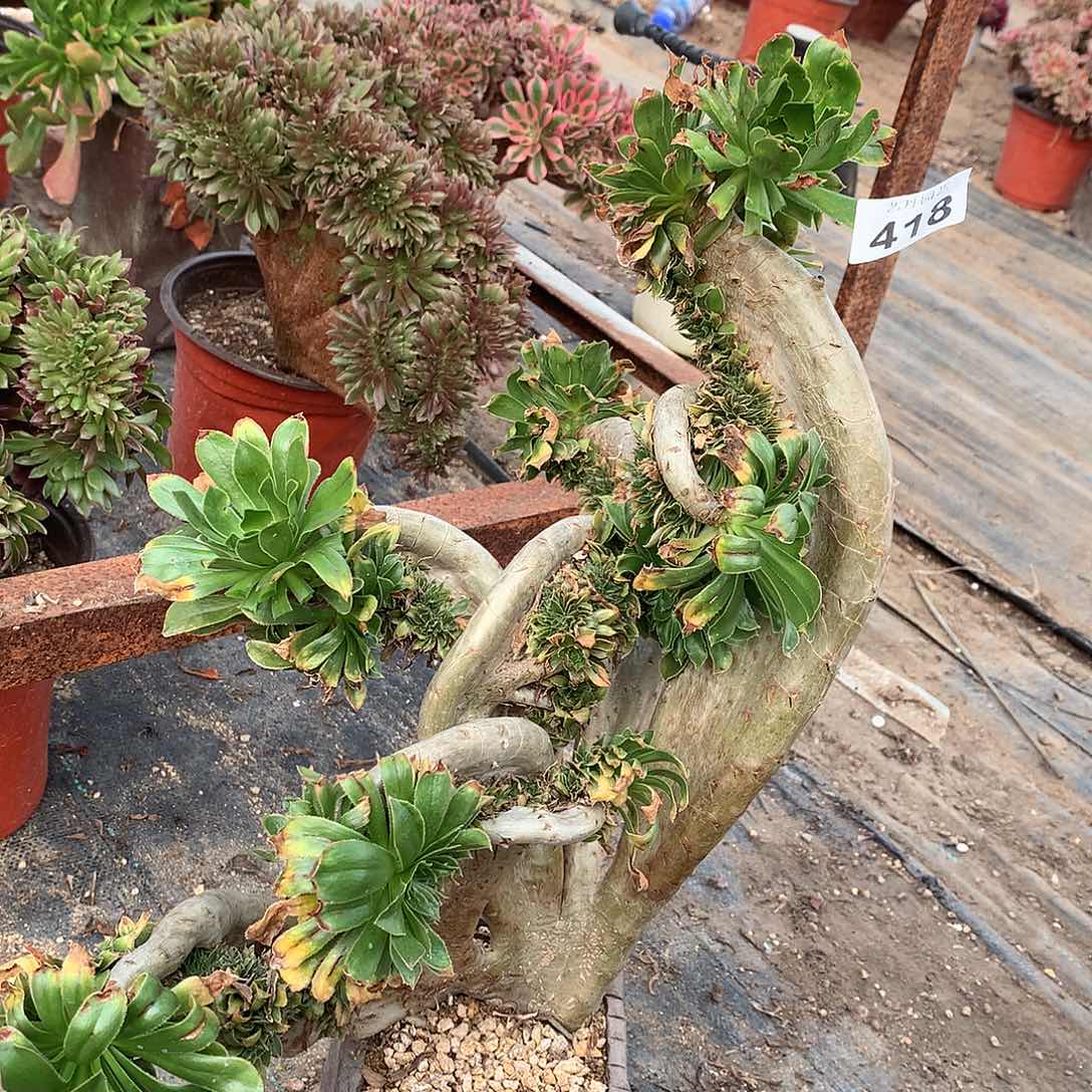 418原始绿破皮一点