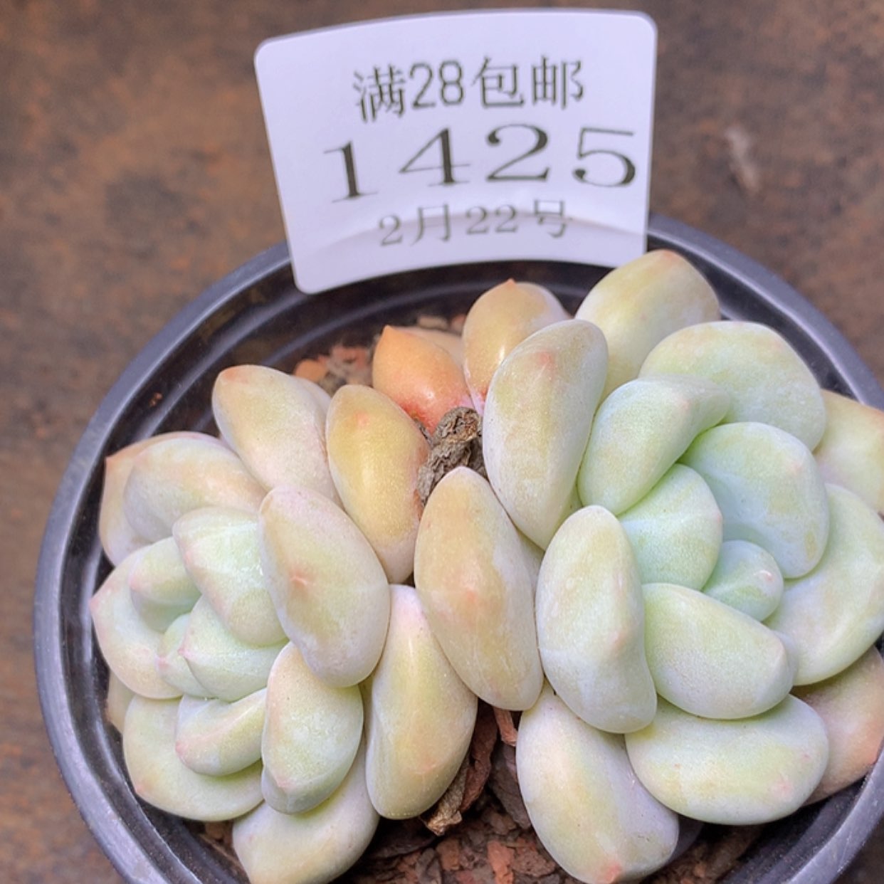 【闪购商品】云1425
