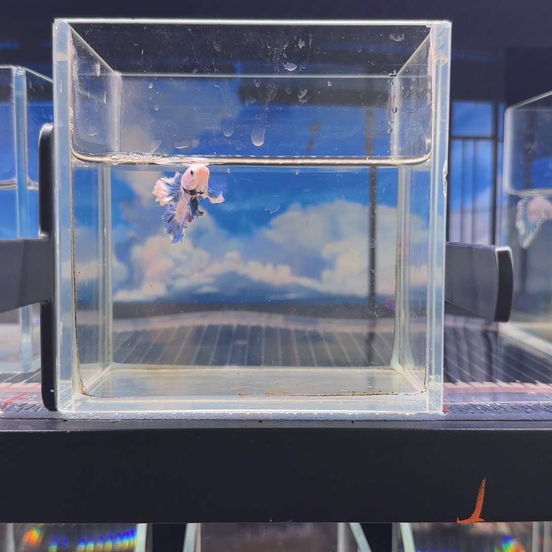 斗鱼vip高品质绣球小飞象