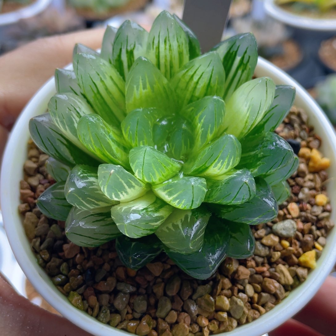 13.十二卷多肉龙鳞玉露锦。   