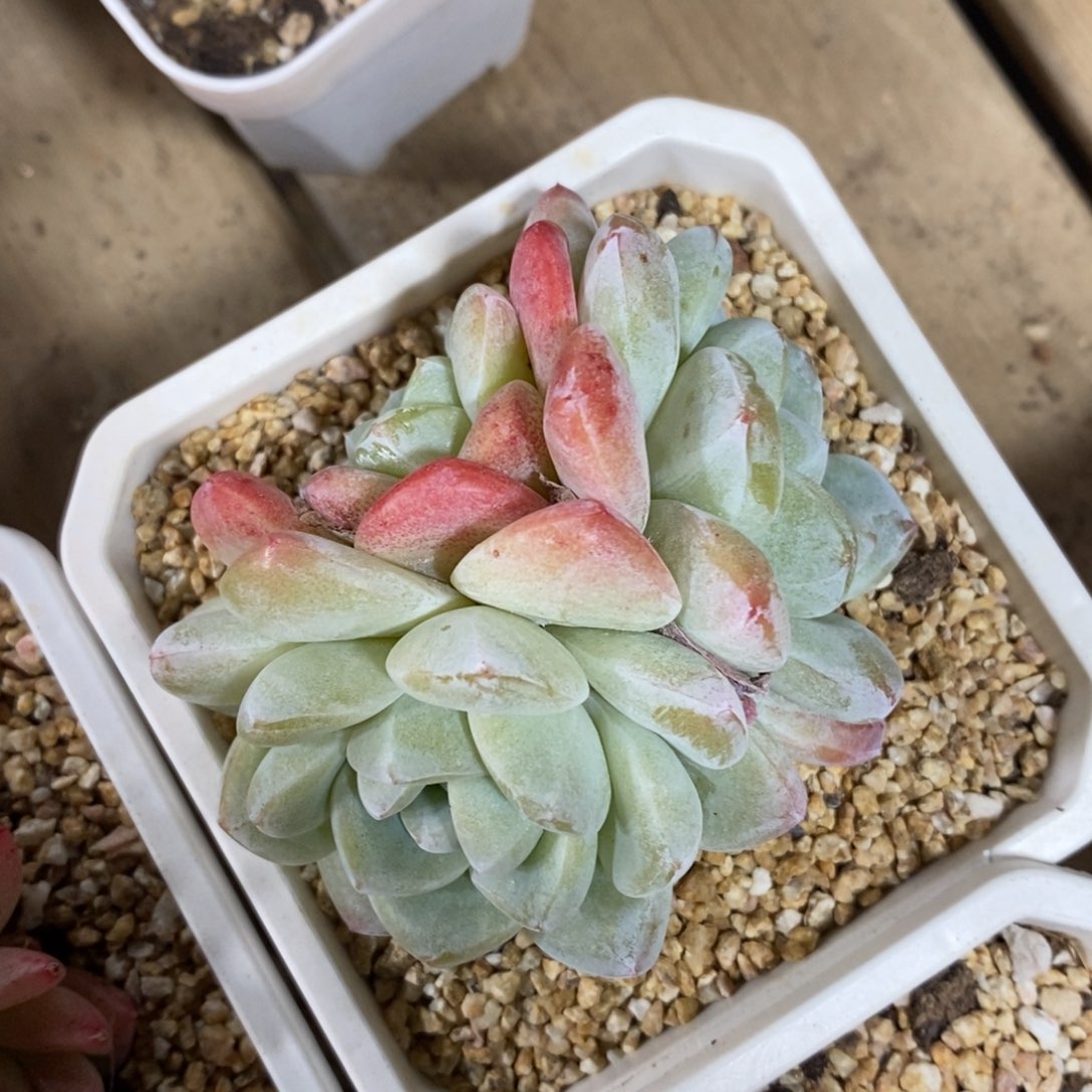 自助下单一物一拍，年后发可寄养问主播