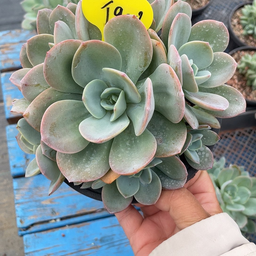 抹茶群生多肉植物900