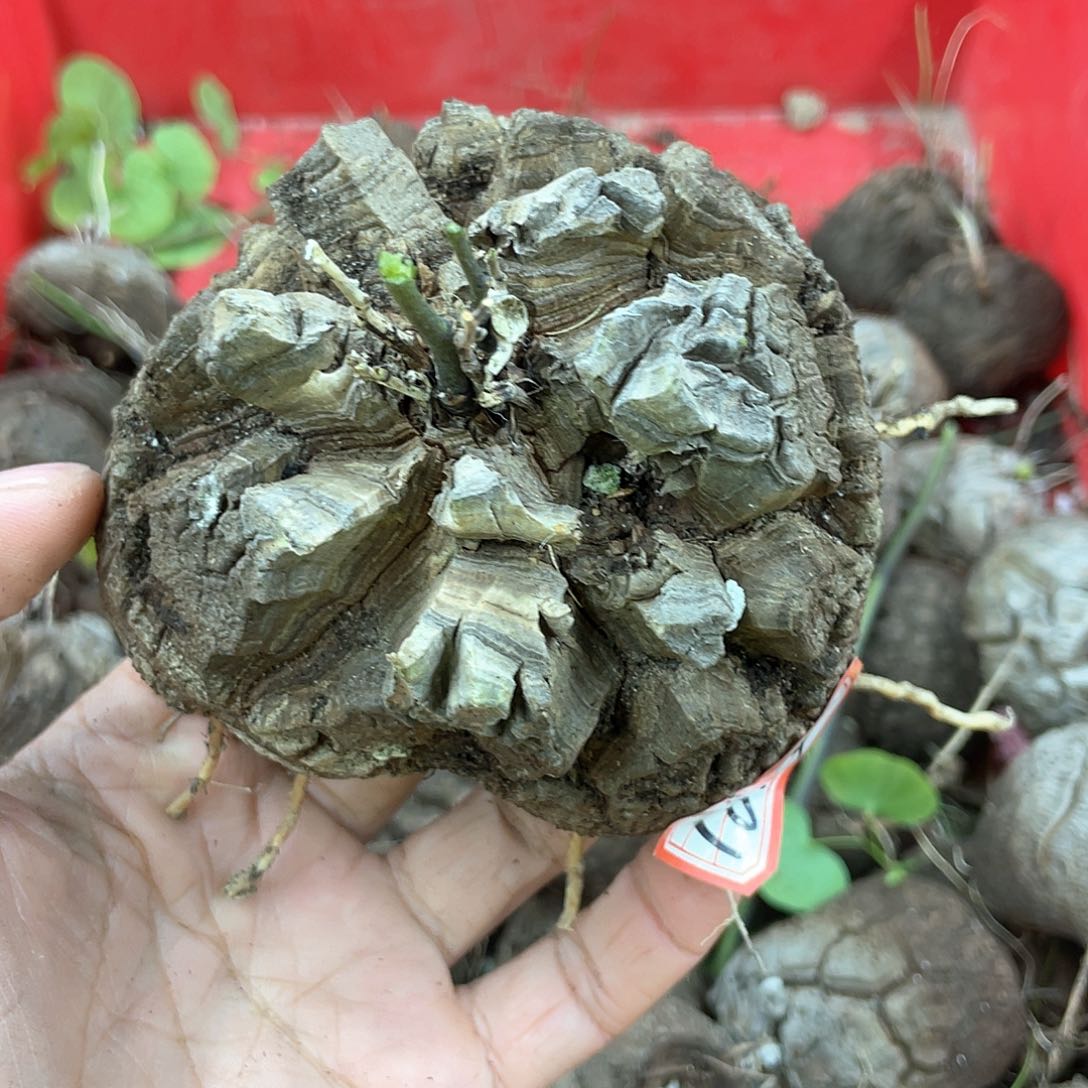 龟甲龙一物一拍1814号10cm