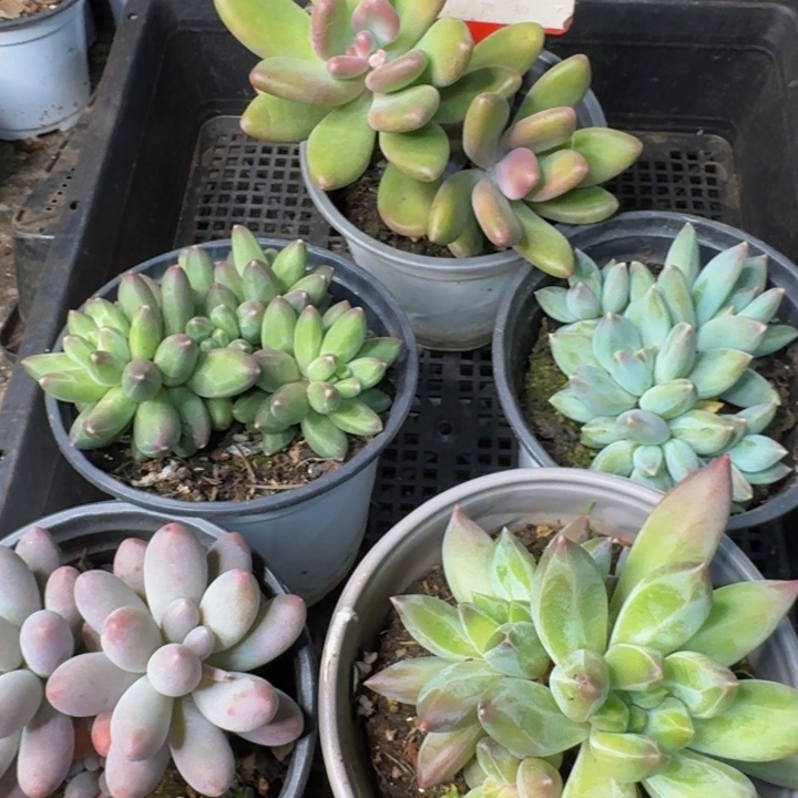 442多肉植物一物一拍