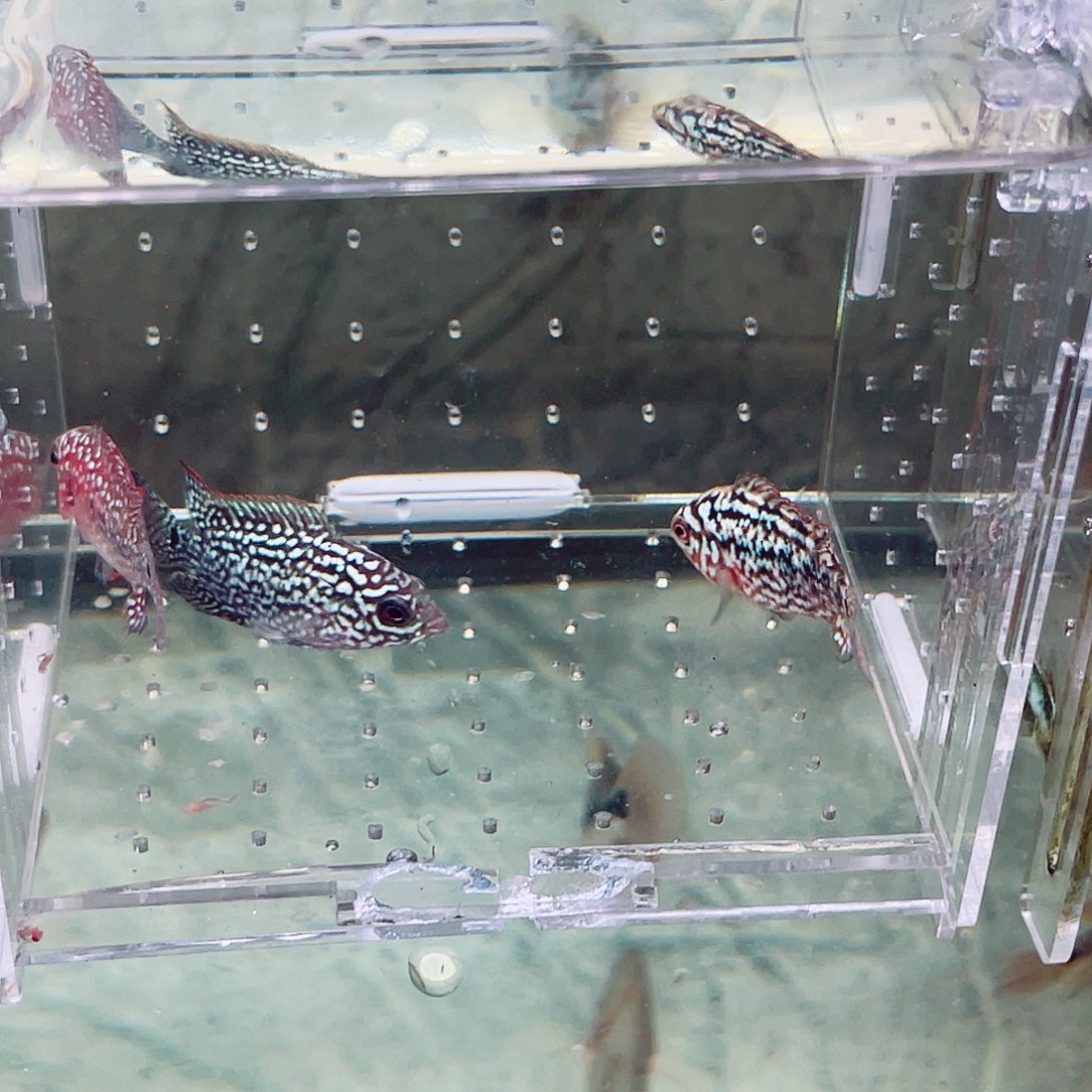 嘉***涂罗汉鱼补40鱼差价138的