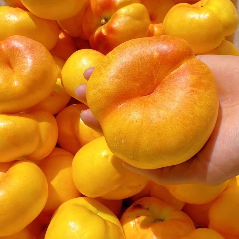 新鲜正宗现摘彩虹黄金油蟠桃5斤新鲜水果当季孕妇油脆甜扁大桃子