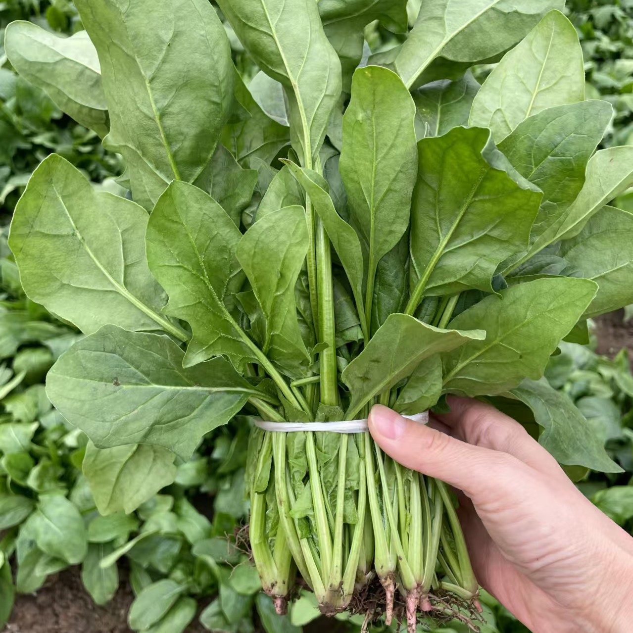 平谷老张家自种菠菜（2斤装）