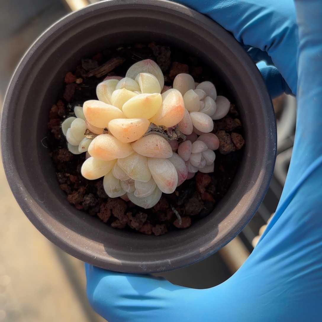 多头冰玉一物一拍