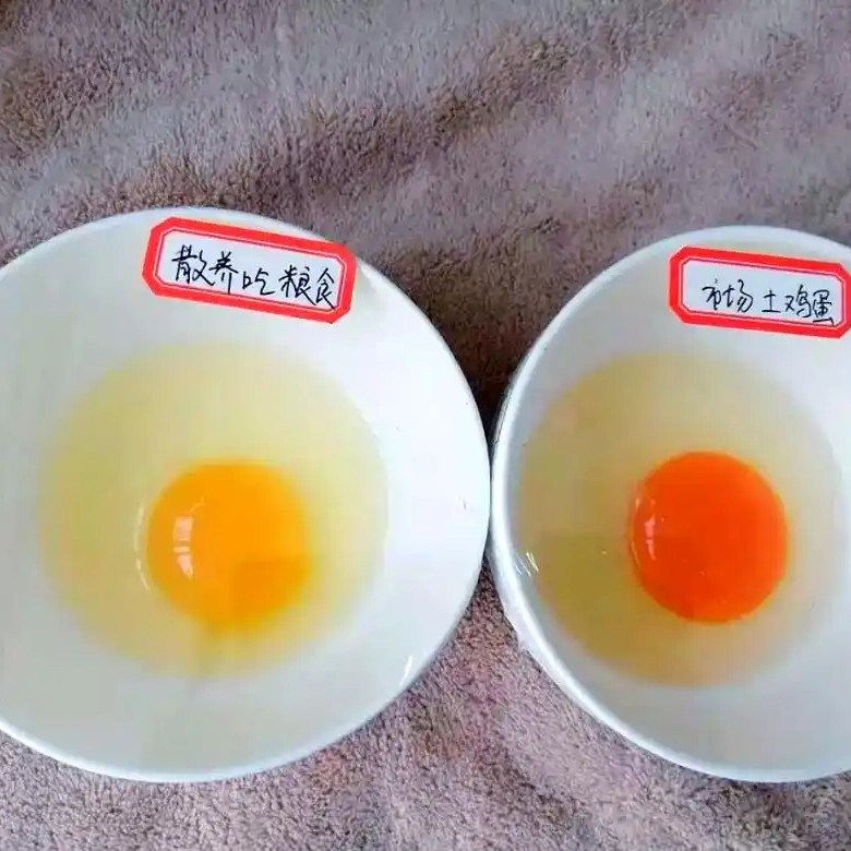 跑山鸡土鸡蛋 冲量福利