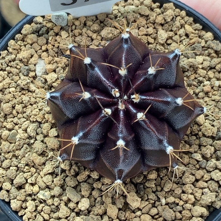 四大黑金刚之一 nina 米哈仙人球