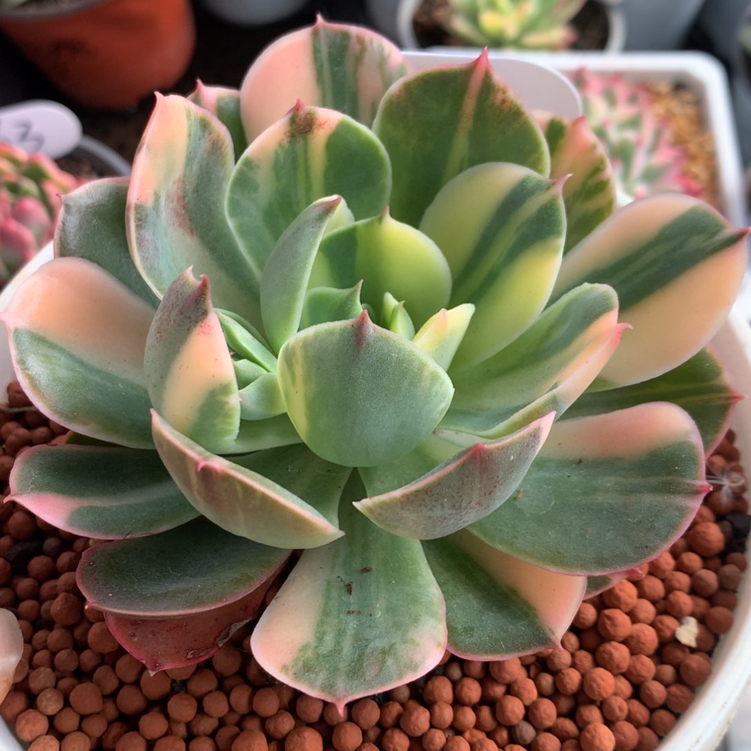 班弱拉丝j j j j j j j j l