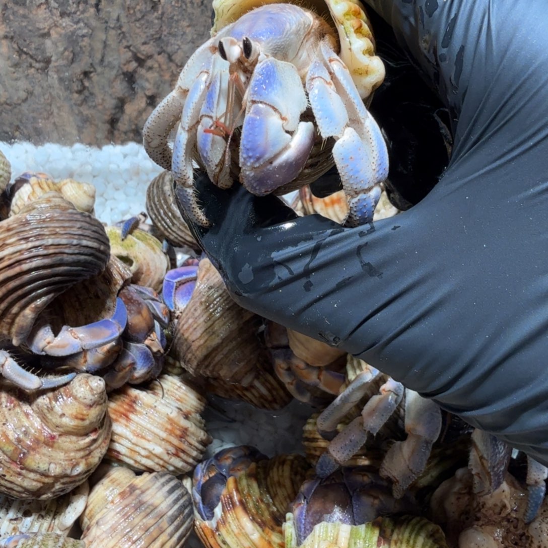 哇***栽哇呜专拍链接紫陆/.5