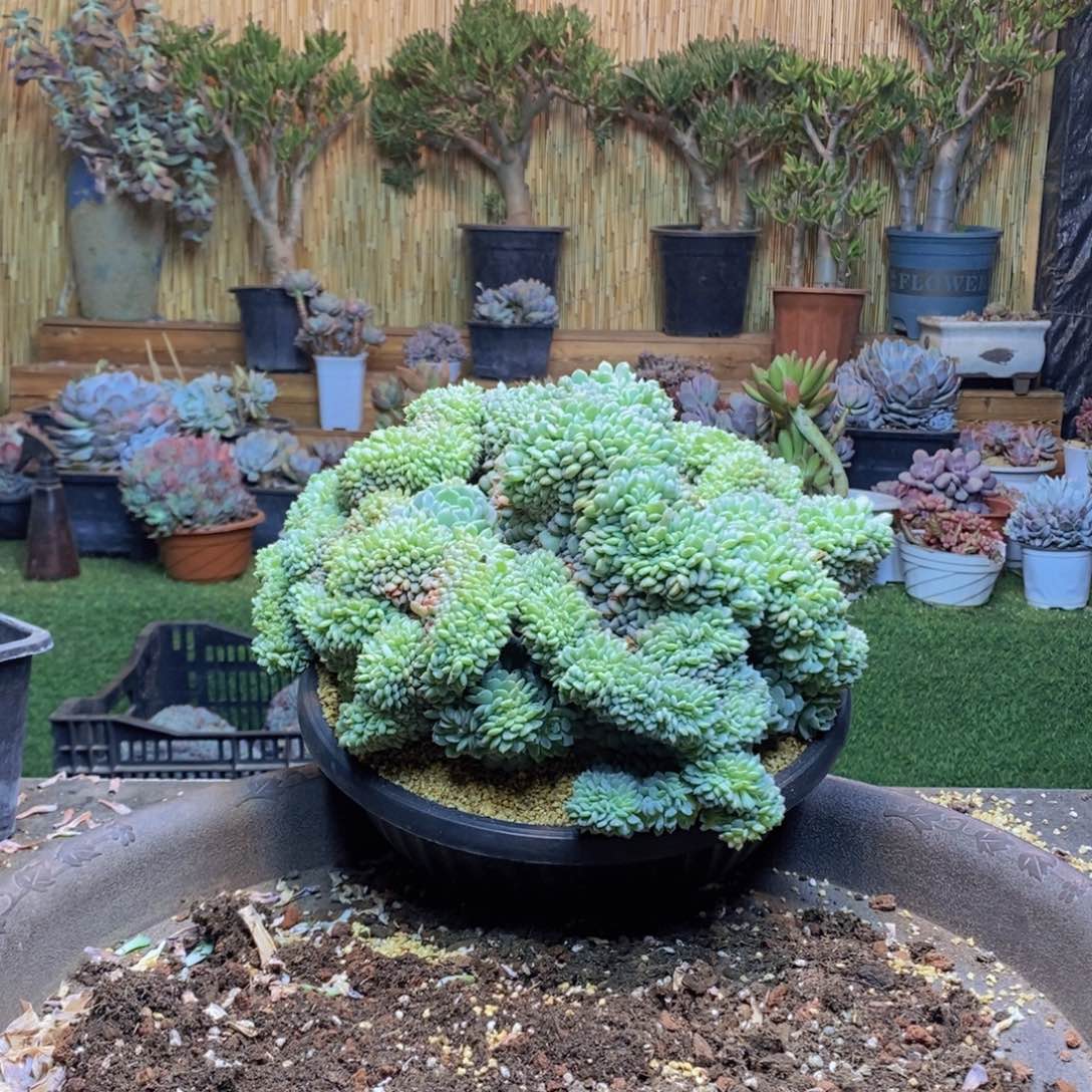 她****～C20 号白胖子多肉