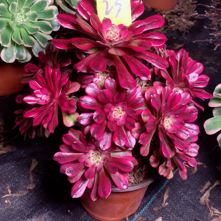 23美姬多肉111111