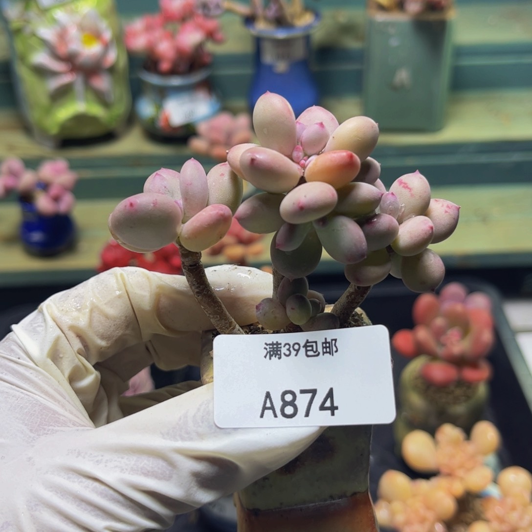 苹果奶874/6cm多肉