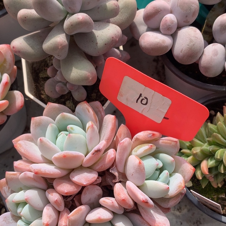 多日租诶诶62663636