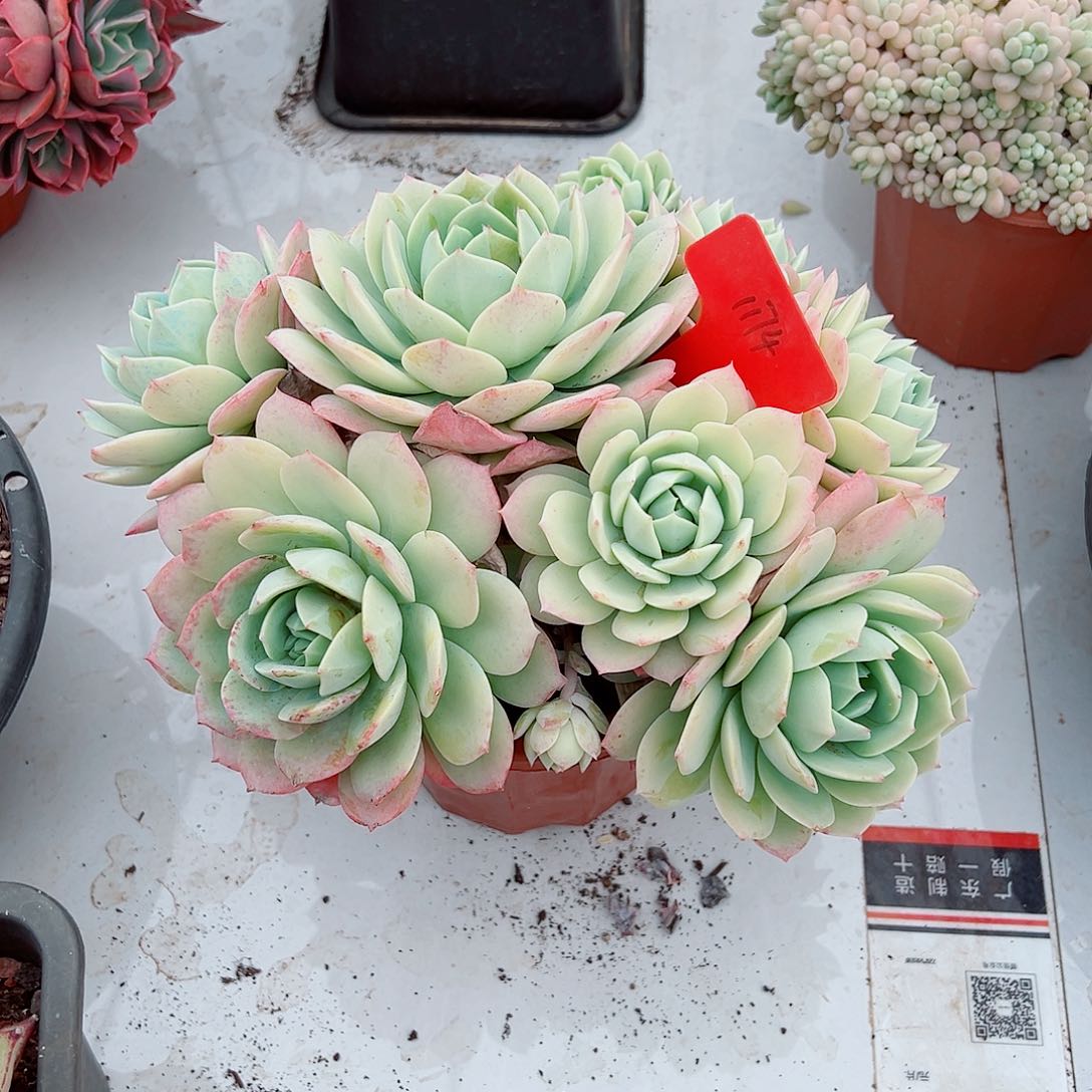 ?***心1174恋曲多肉植物