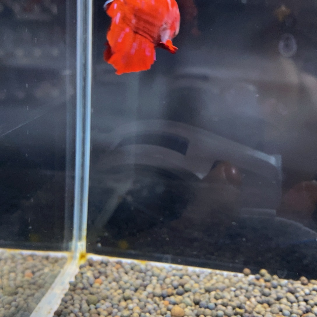 斗鱼290巨斗111111