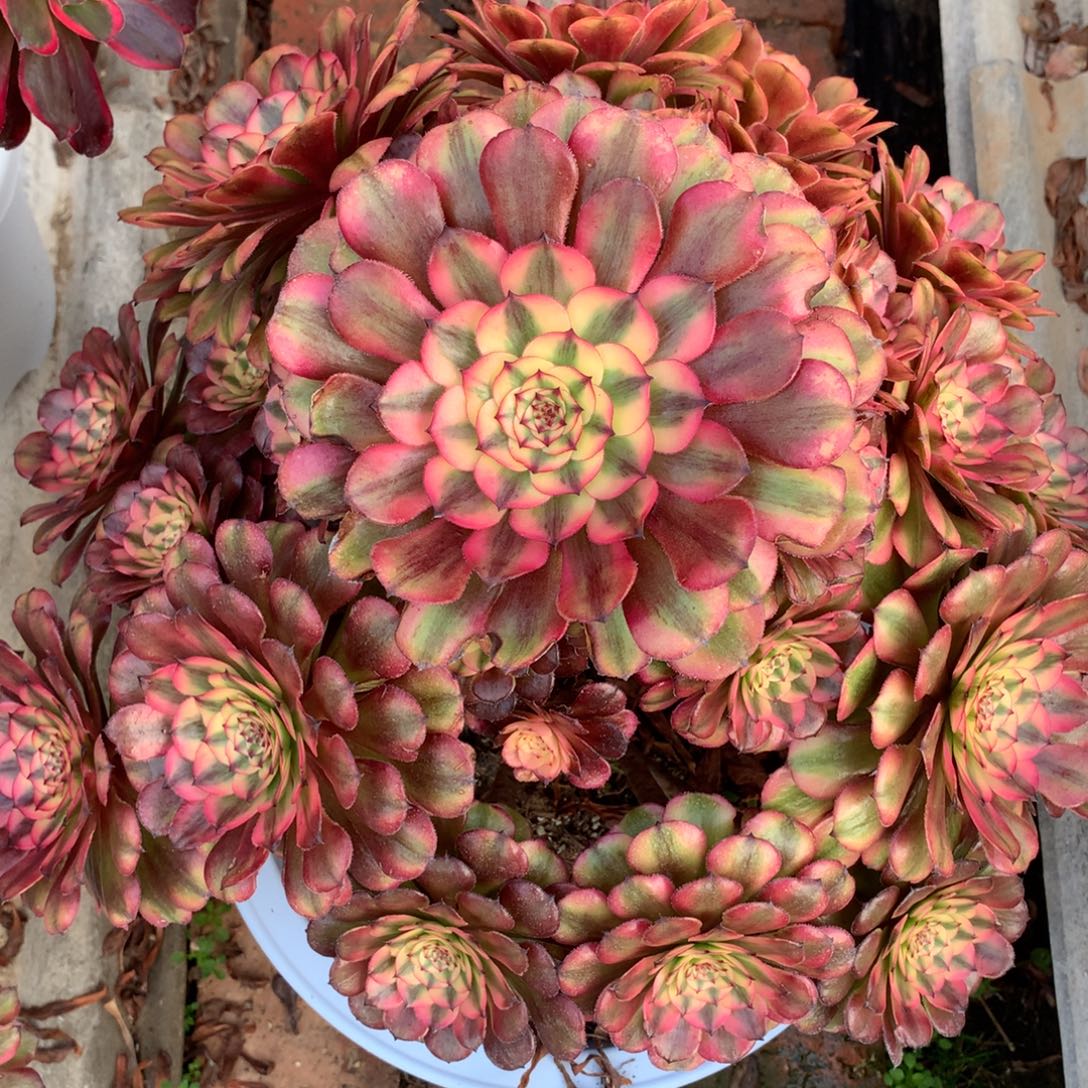 粉体美姬，多肉植物的