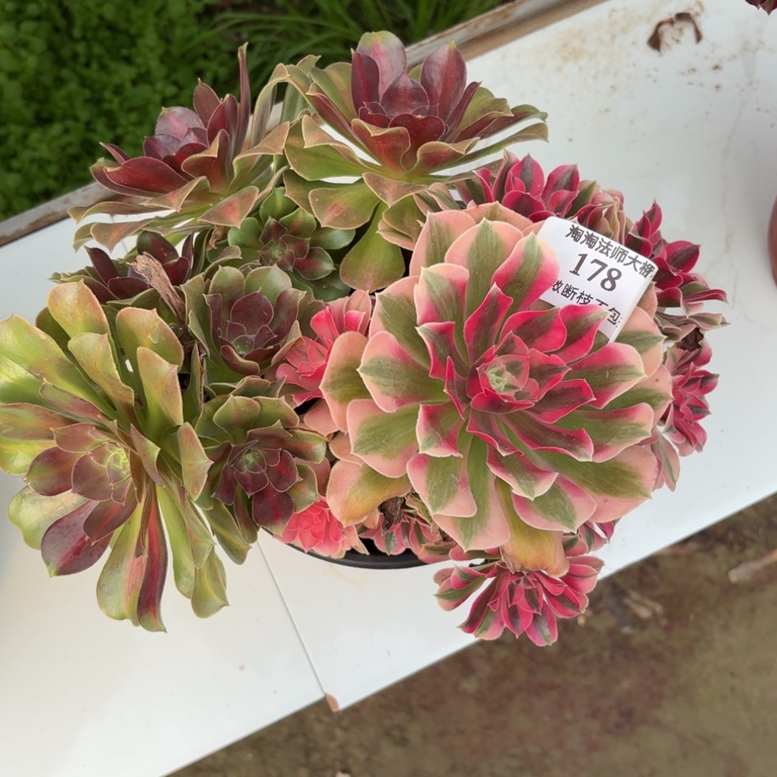 178粉女巫阴阳多肉植物